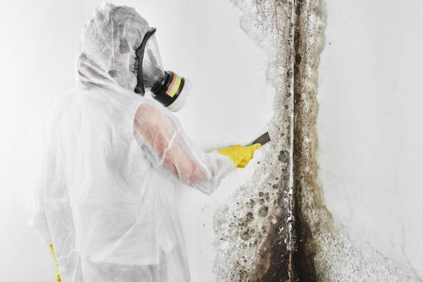 Office Mold Removal Services in Tigard, OR
