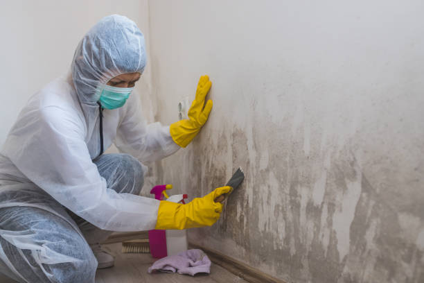 Best Certified Mold Removal  in Tigard, OR