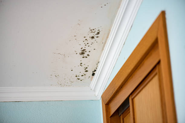Best Commercial Mold Removal  in Tigard, OR