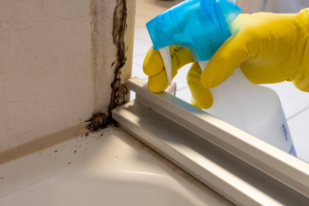 Best Mold Cleaning Services  in Tigard, OR