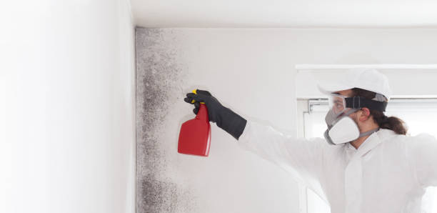 Professional Mold Removal in Tigard, OR