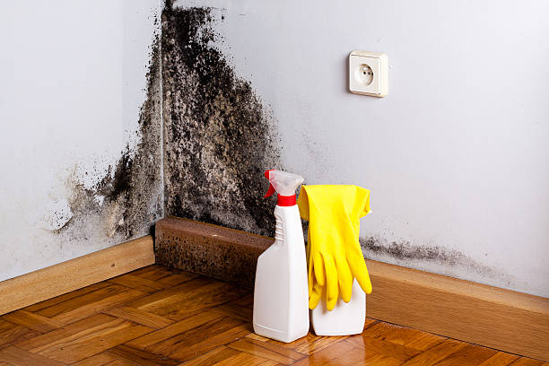 Best Toxic Mold Removal  in Tigard, OR