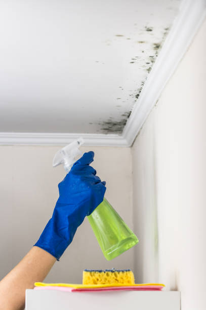 Best Best Mold Removal Companies  in Tigard, OR